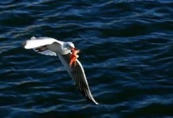 天津海鸥爆料事件视频,视频揭露惊人内幕